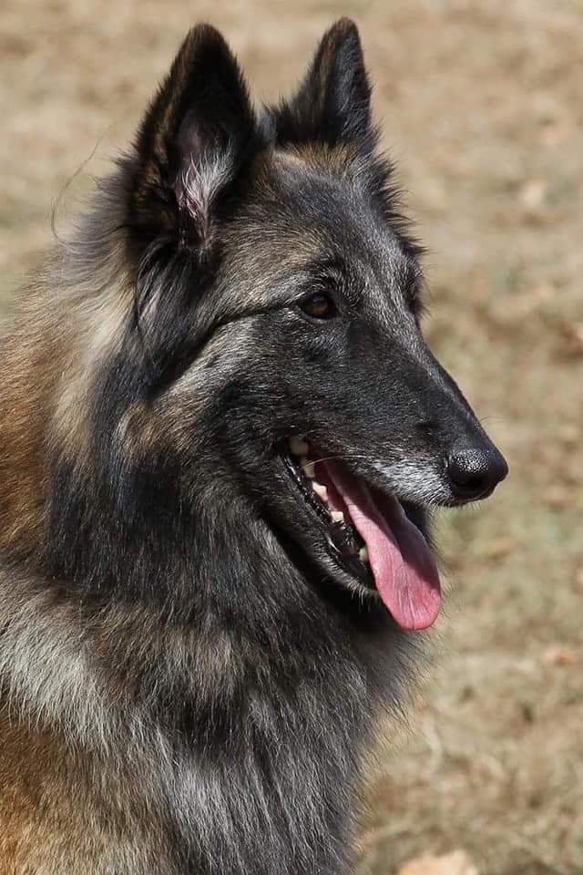 CH. Sr lena de l'Orée du val d'enfer
