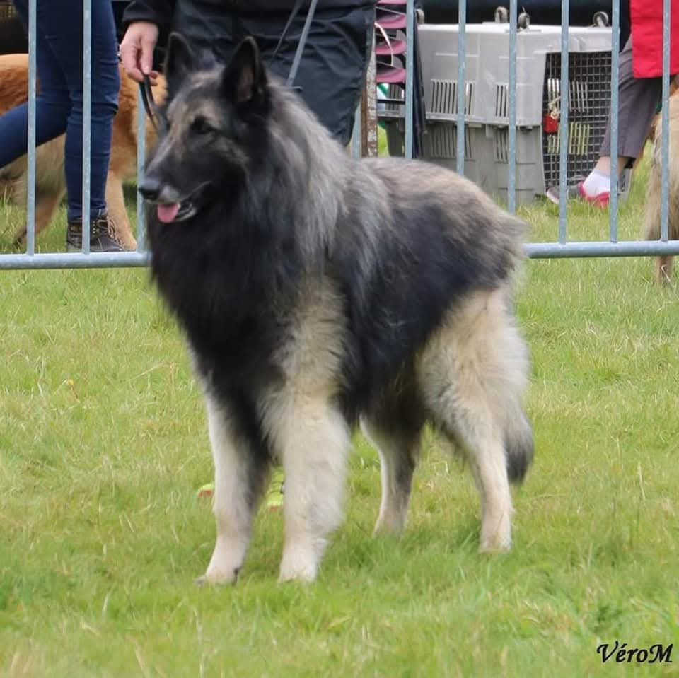 CH. Esp,int,wwds.Été indien de l'Orée du val d'enfer