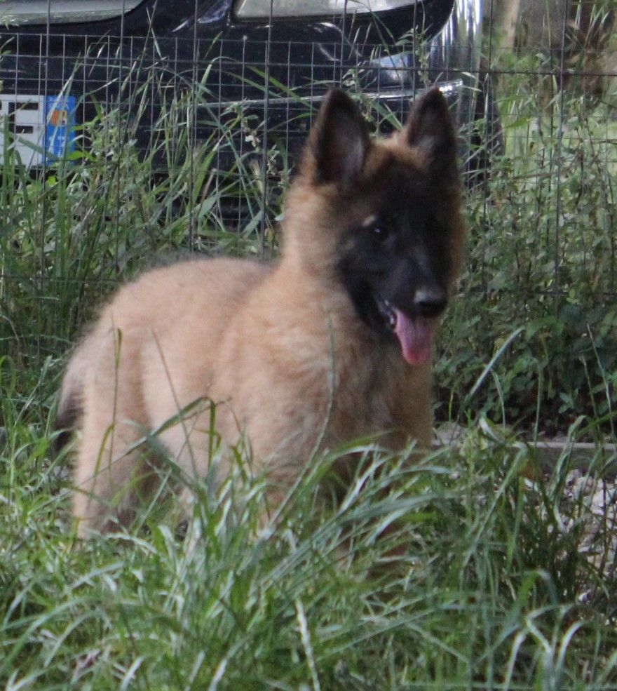 de l'Orée du val d'enfer - Chiots disponibles - Berger Belge