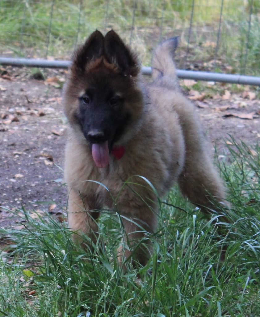 de l'Orée du val d'enfer - Chiots disponibles - Berger Belge