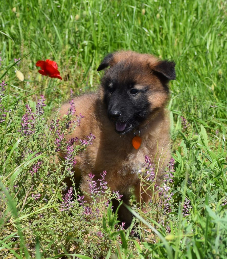 de l'Orée du val d'enfer - Chiots disponibles - Berger Belge