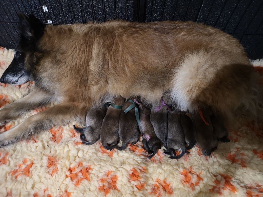 de l'Orée du val d'enfer - Chiots disponibles - Berger Belge