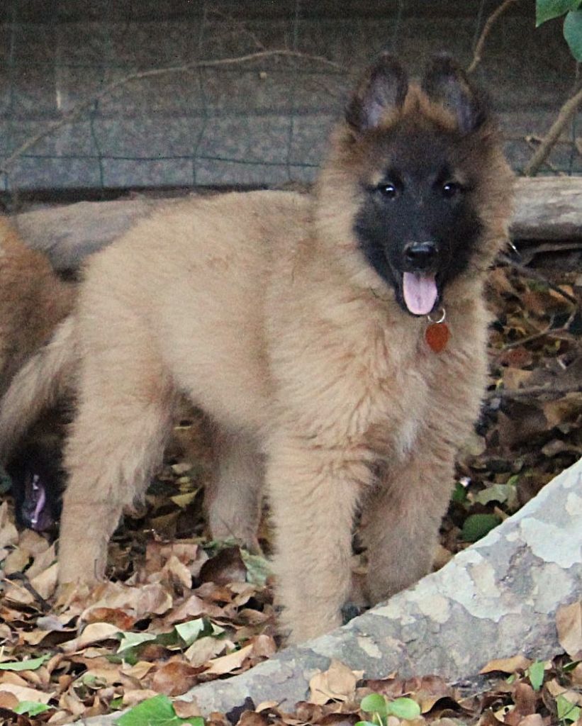 de l'Orée du val d'enfer - Chiots disponibles - Berger Belge