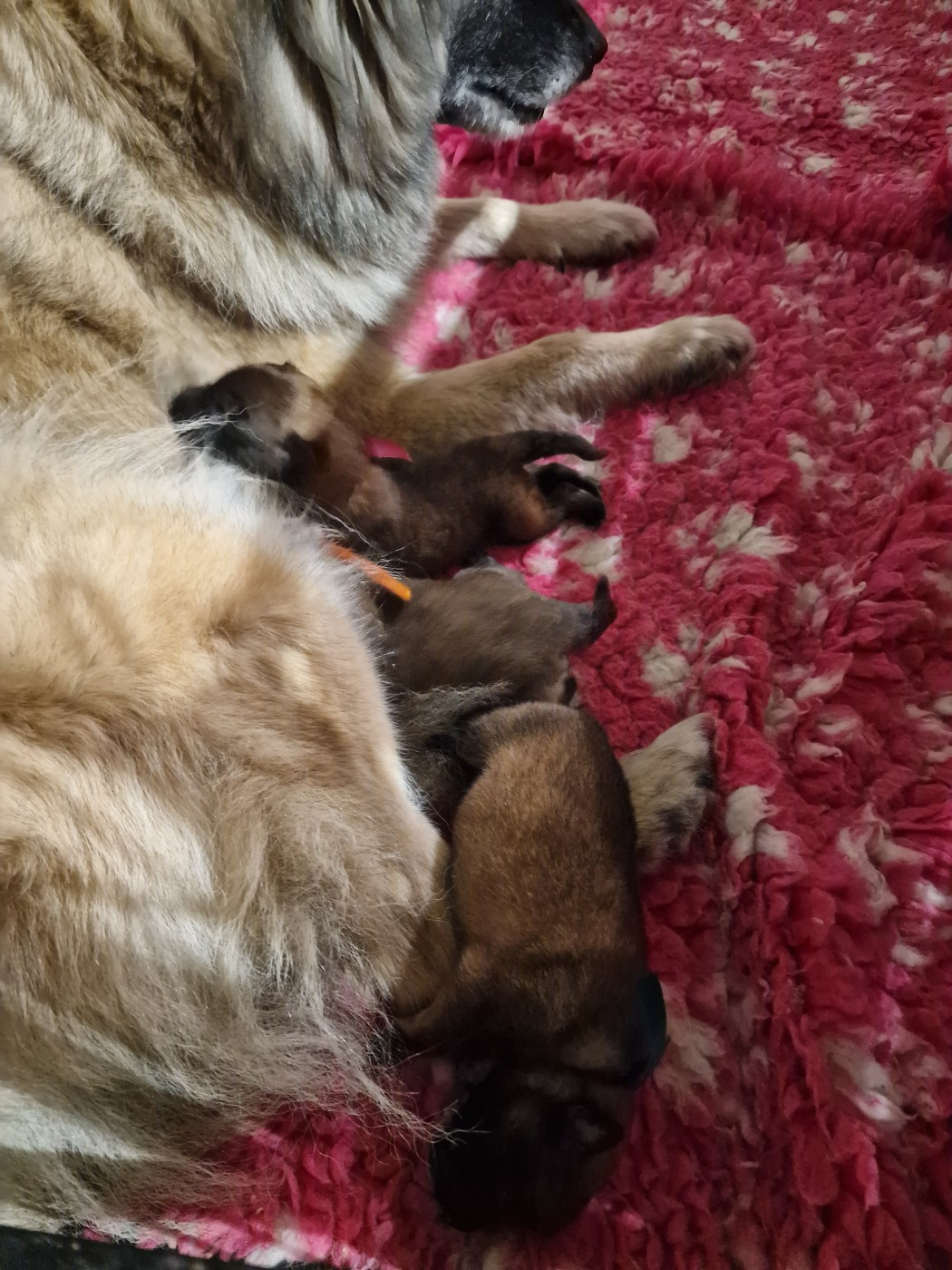 de l'Orée du val d'enfer - Chiots disponibles - Berger Belge