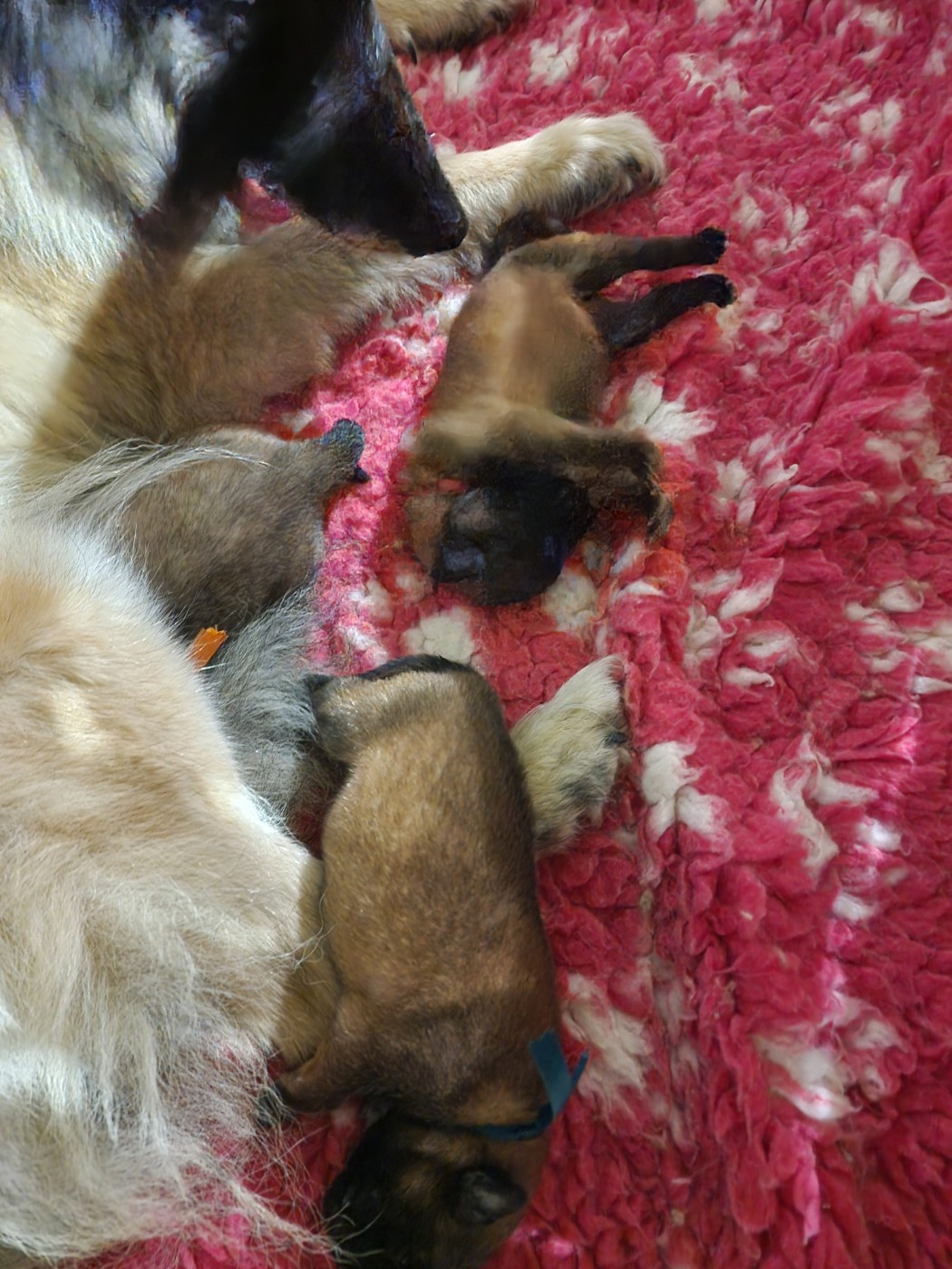 de l'Orée du val d'enfer - Chiots disponibles - Berger Belge