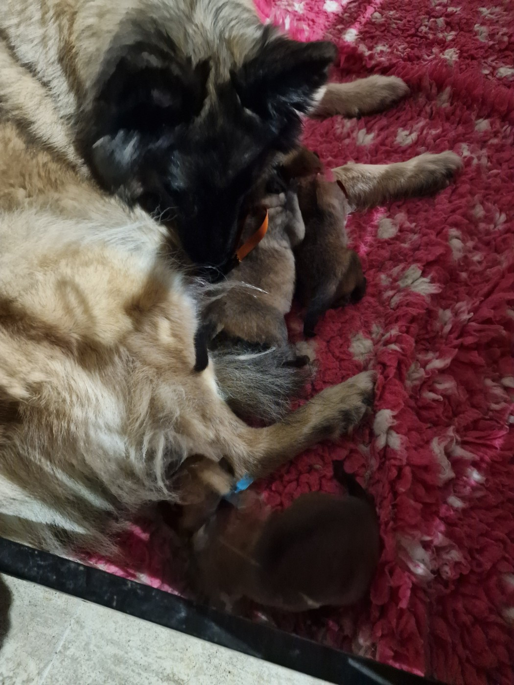 de l'Orée du val d'enfer - Chiots disponibles - Berger Belge