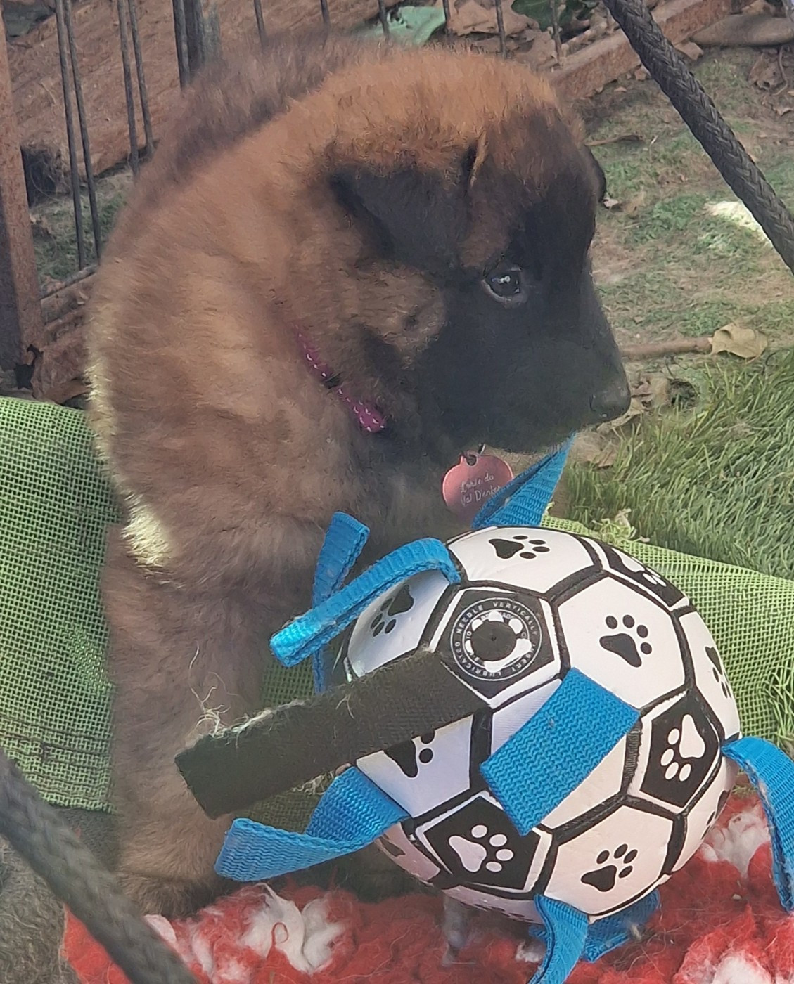 de l'Orée du val d'enfer - Chiots disponibles - Berger Belge