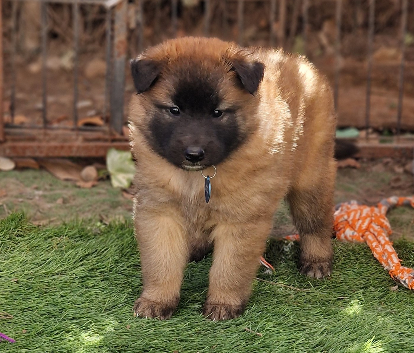 de l'Orée du val d'enfer - Chiots disponibles - Berger Belge