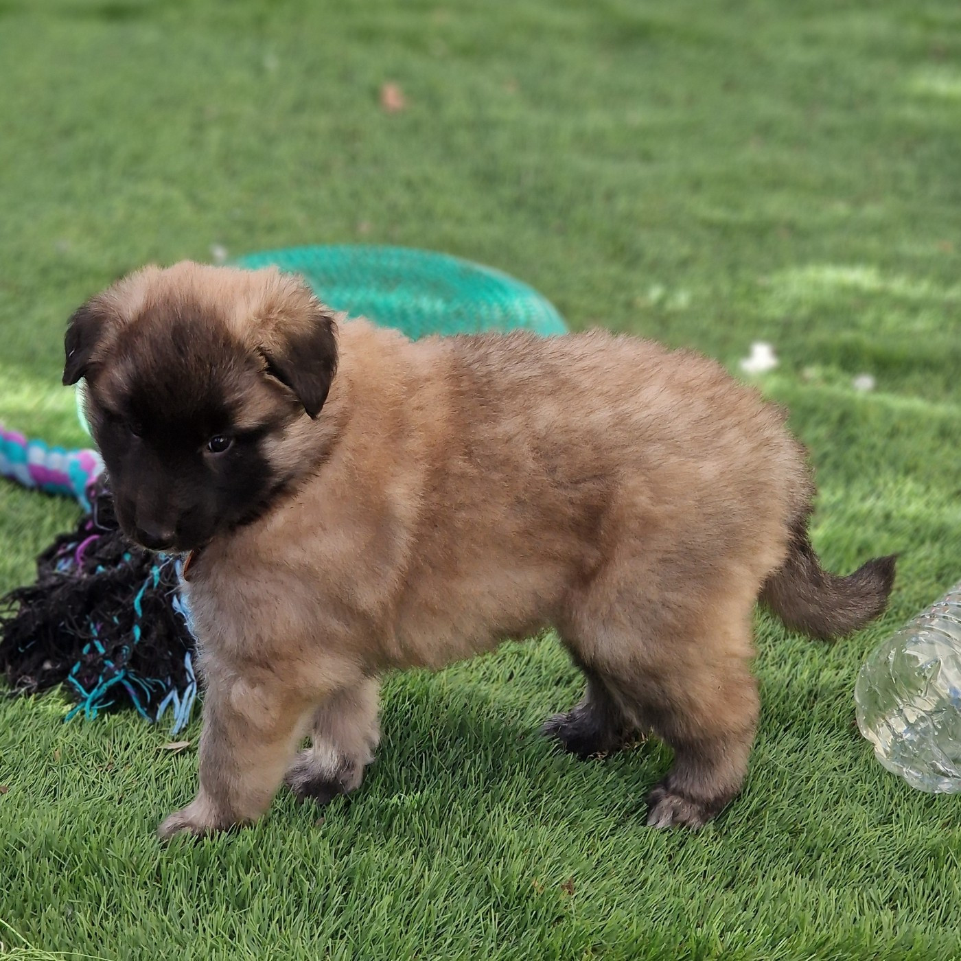 de l'Orée du val d'enfer - Chiots disponibles - Berger Belge