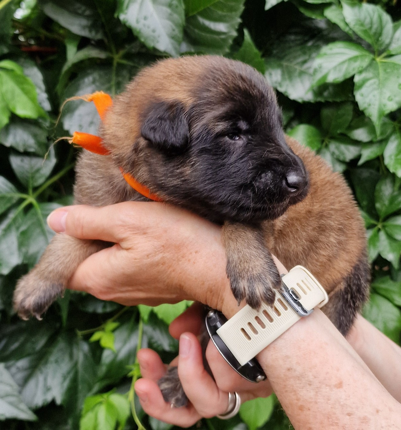 de l'Orée du val d'enfer - Chiots disponibles - Berger Belge