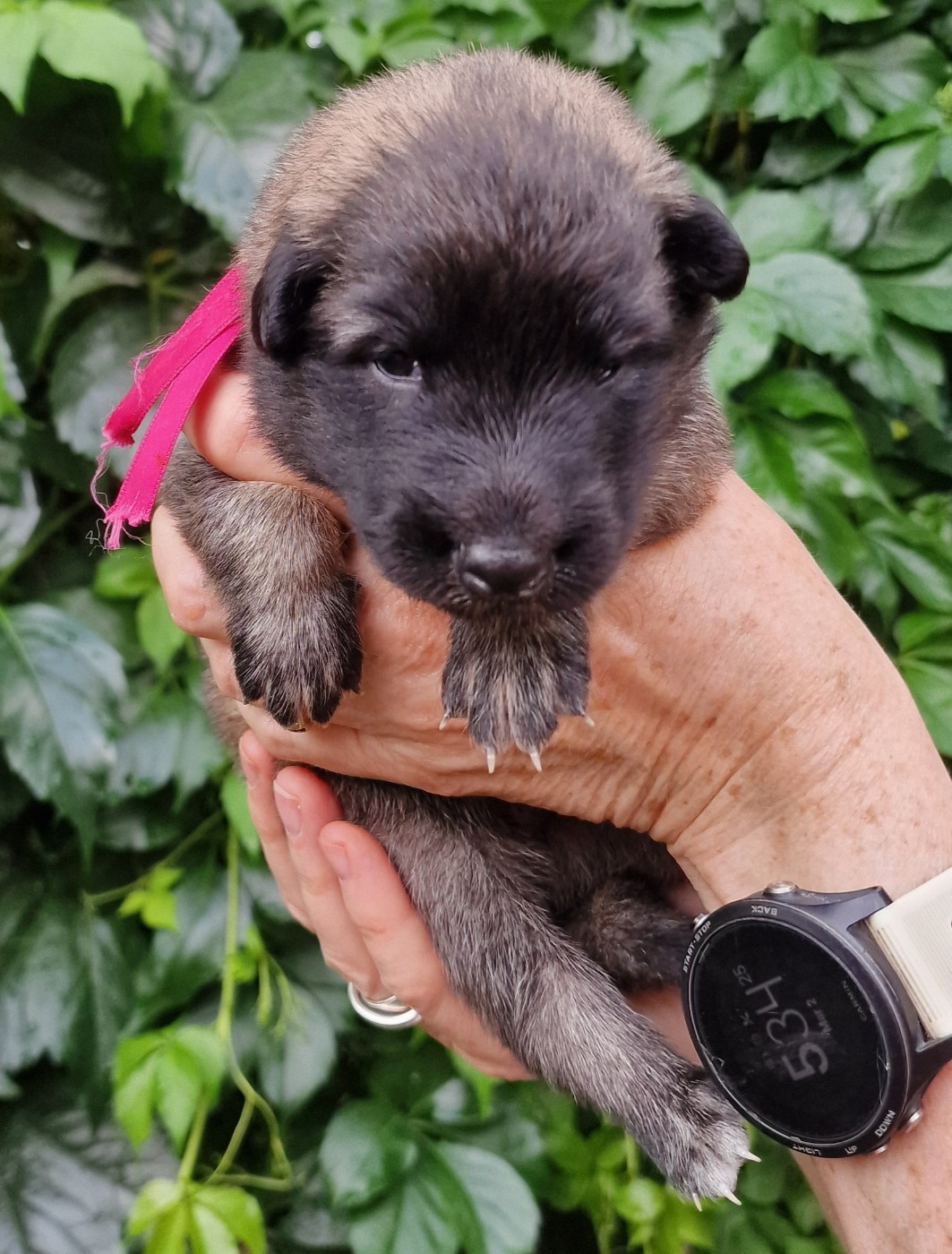 de l'Orée du val d'enfer - Chiots disponibles - Berger Belge