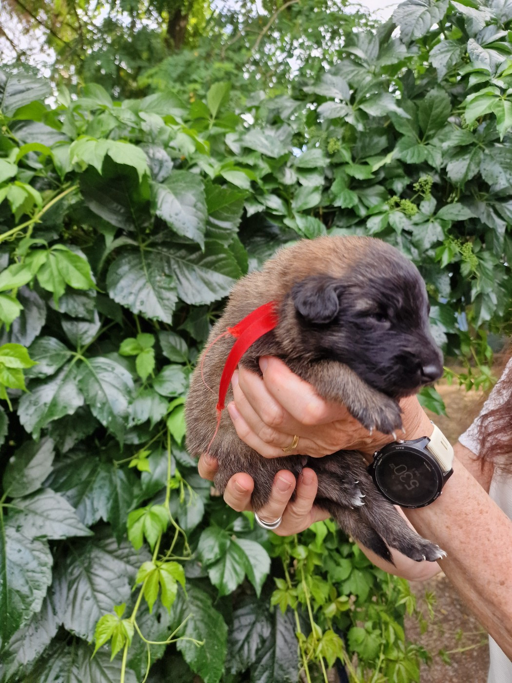 de l'Orée du val d'enfer - Chiots disponibles - Berger Belge