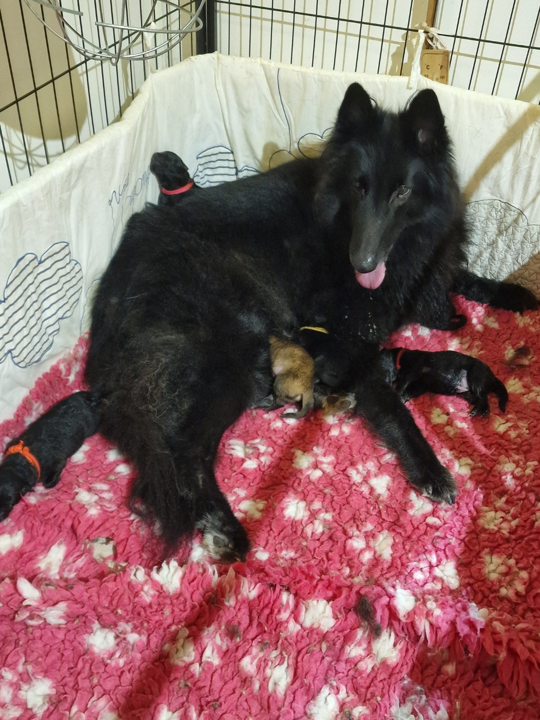 Chiot Berger Belge de l'Orée du val d'enfer