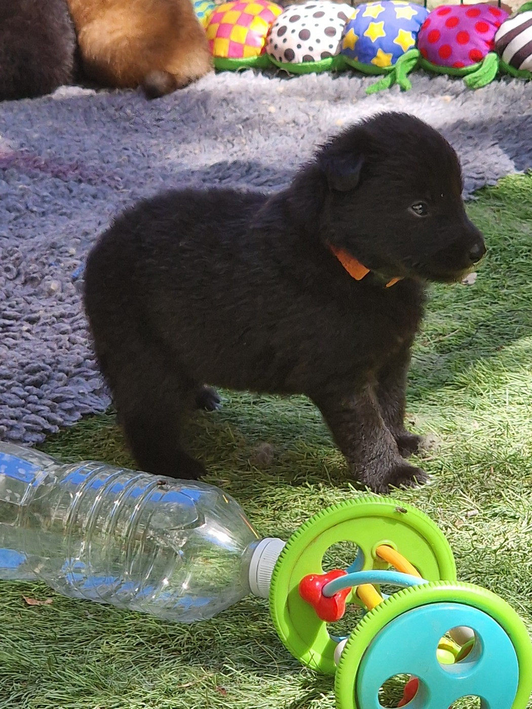 de l'Orée du val d'enfer - Chiots disponibles - Berger Belge