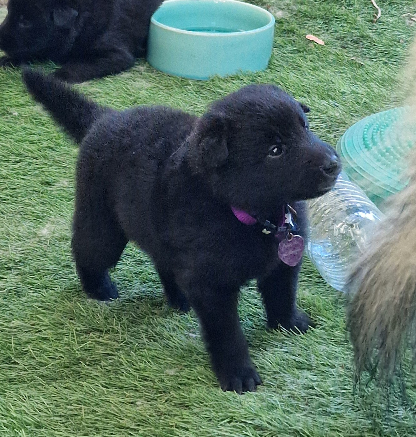 de l'Orée du val d'enfer - Chiots disponibles - Berger Belge
