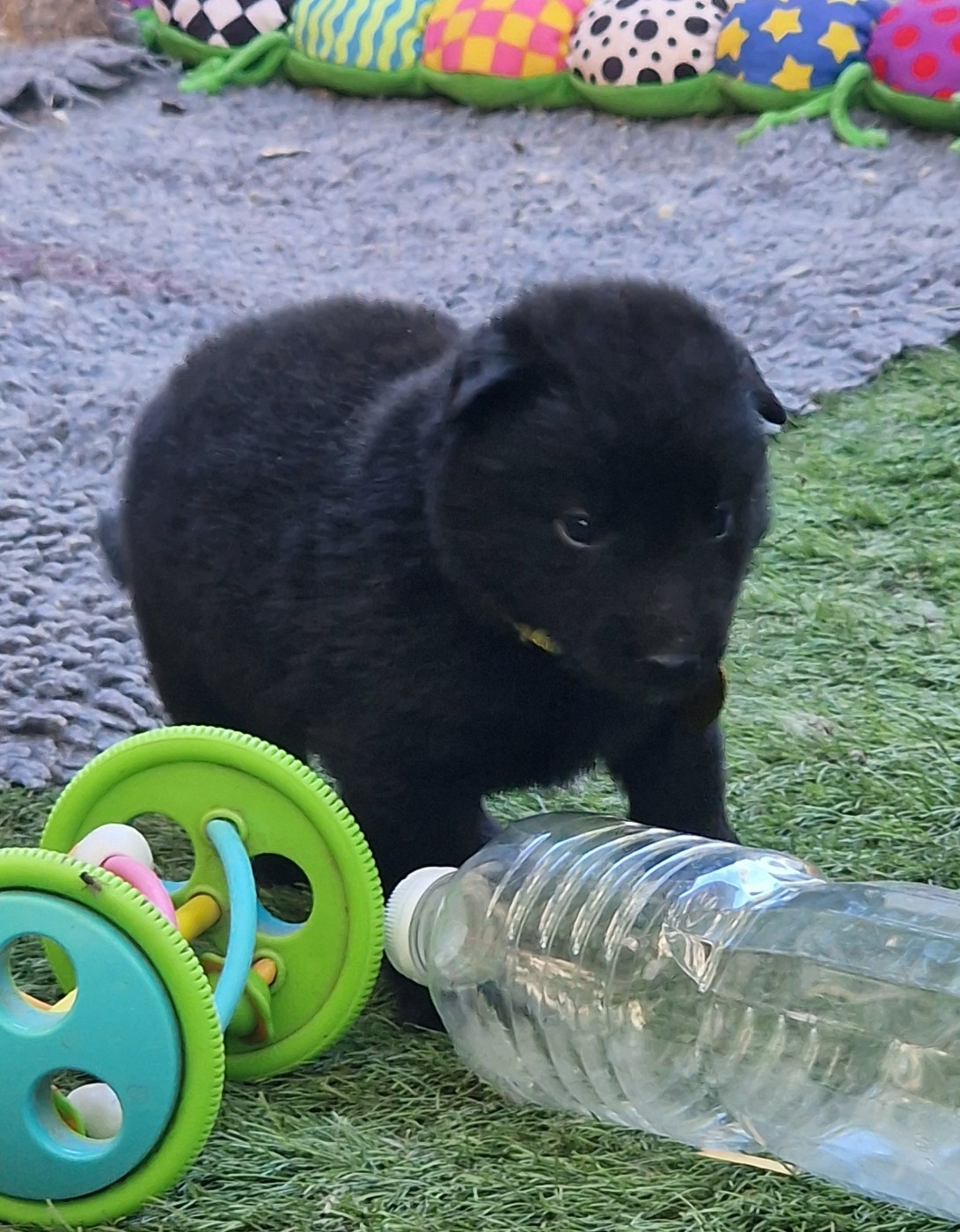 de l'Orée du val d'enfer - Chiots disponibles - Berger Belge