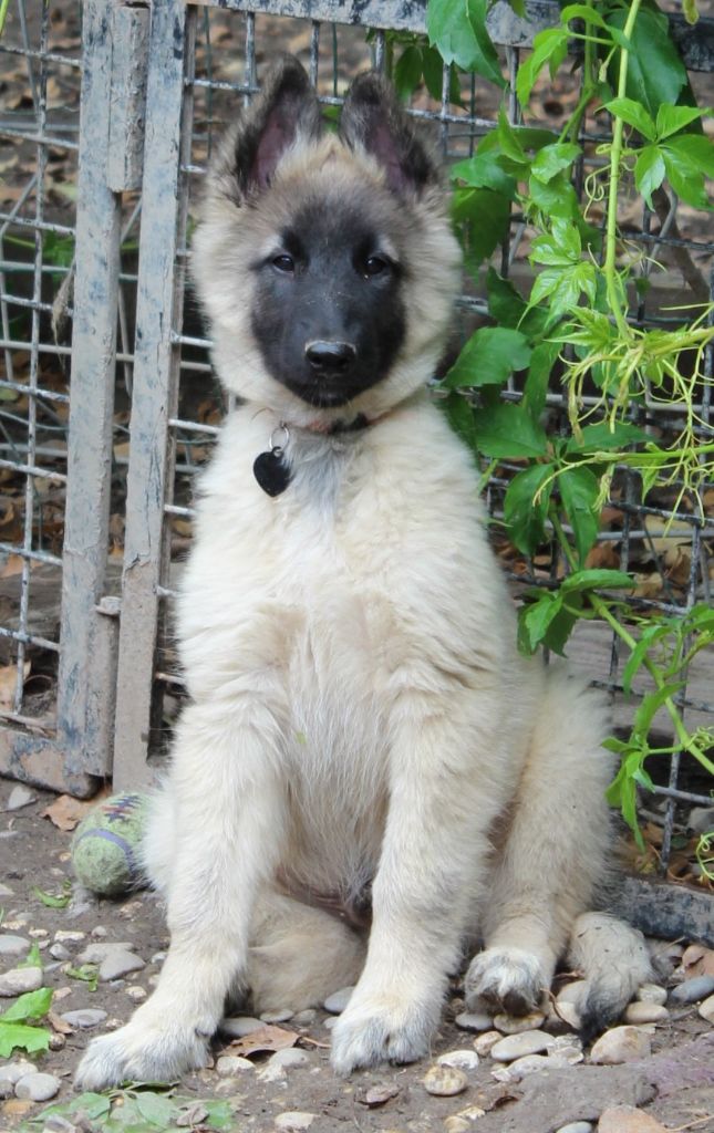 de l'Orée du val d'enfer - Chiots disponibles - Berger Belge