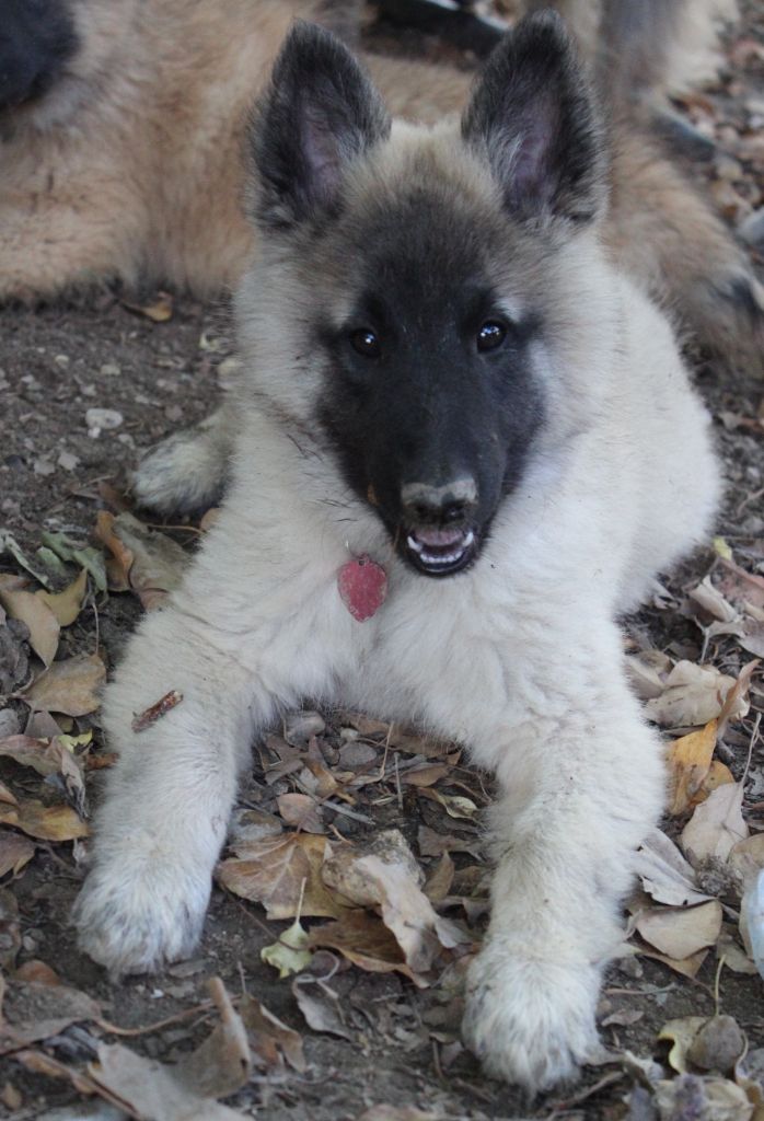 de l'Orée du val d'enfer - Chiots disponibles - Berger Belge