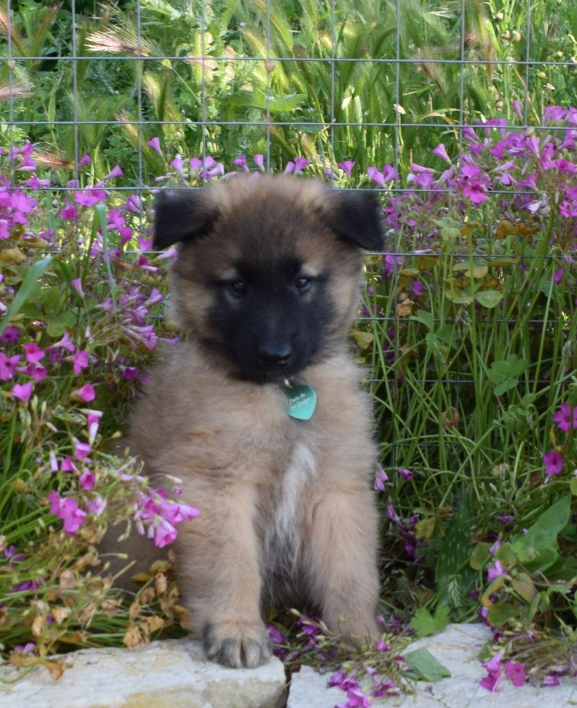 de l'Orée du val d'enfer - Chiots disponibles - Berger Belge
