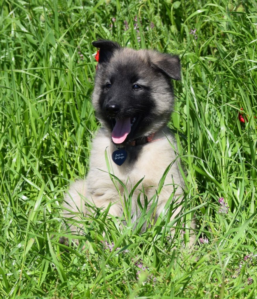 de l'Orée du val d'enfer - Chiots disponibles - Berger Belge