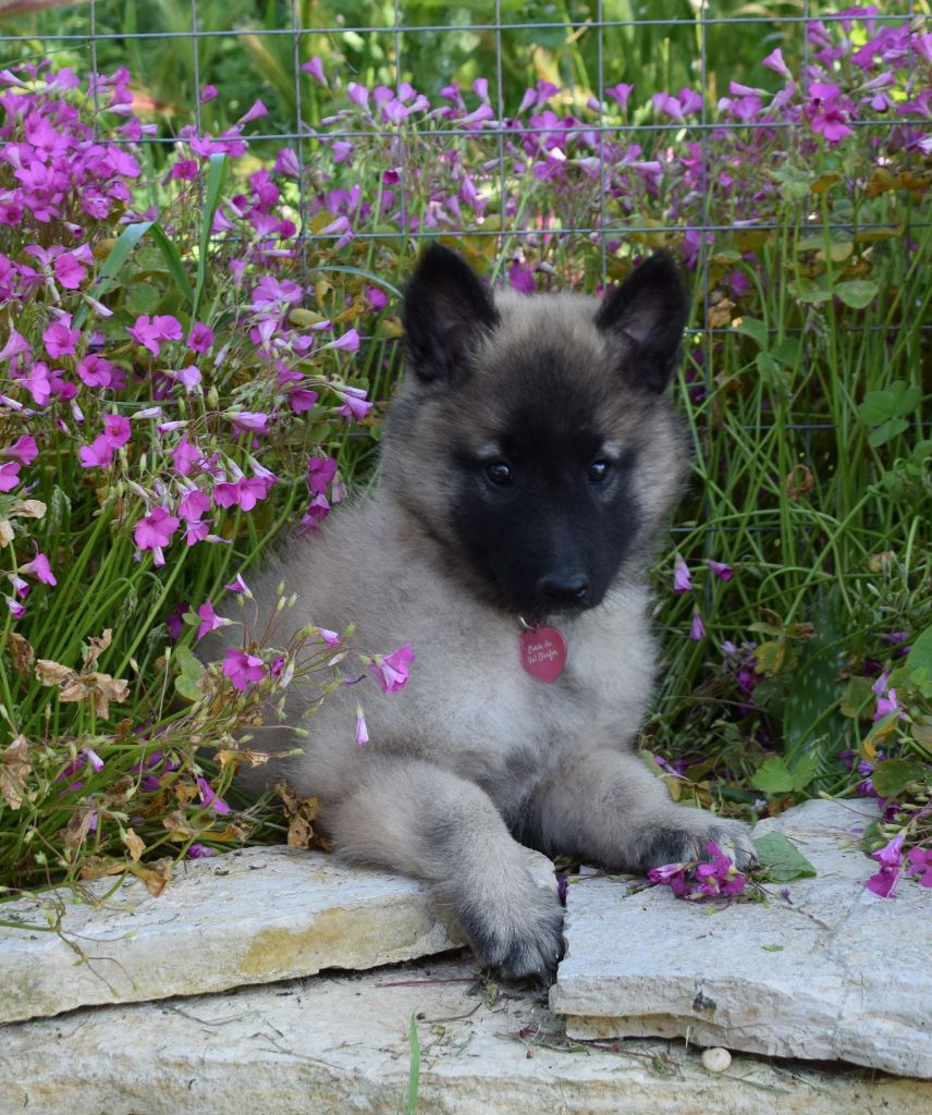 de l'Orée du val d'enfer - Chiots disponibles - Berger Belge