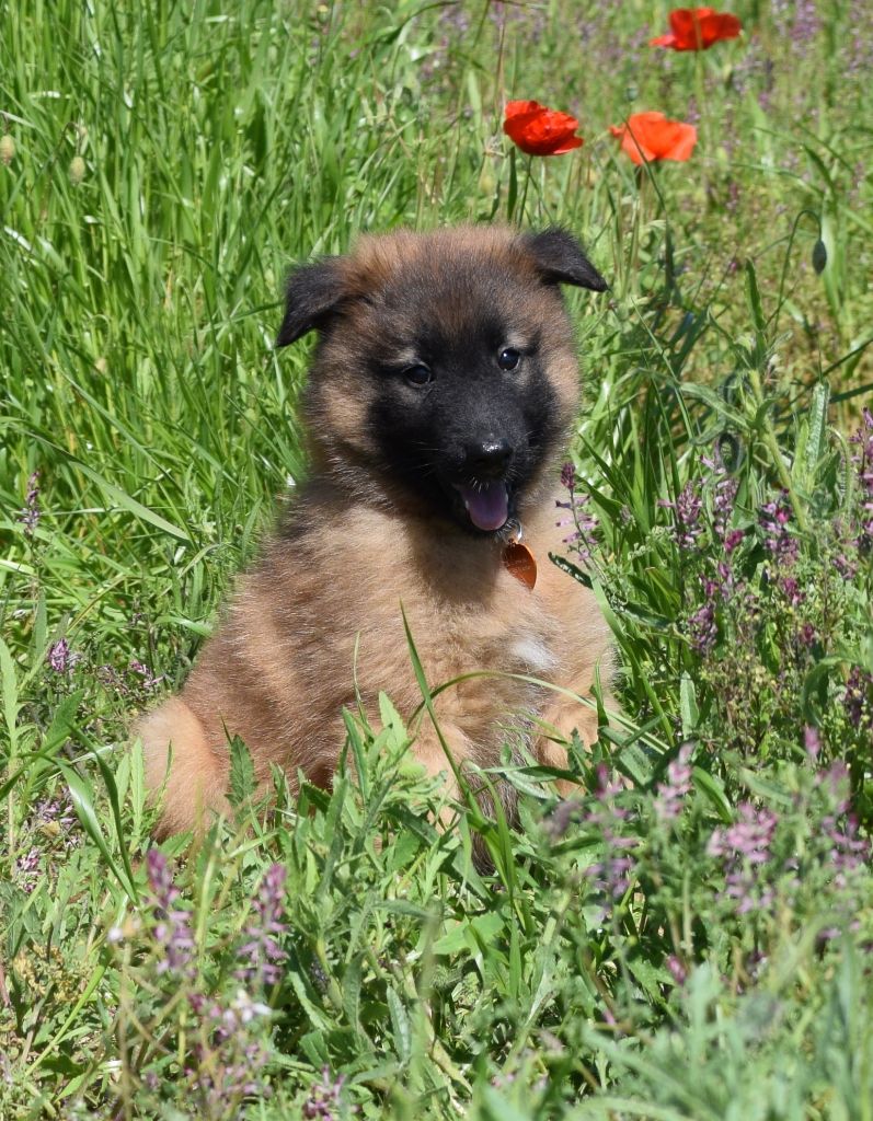 de l'Orée du val d'enfer - Chiots disponibles - Berger Belge