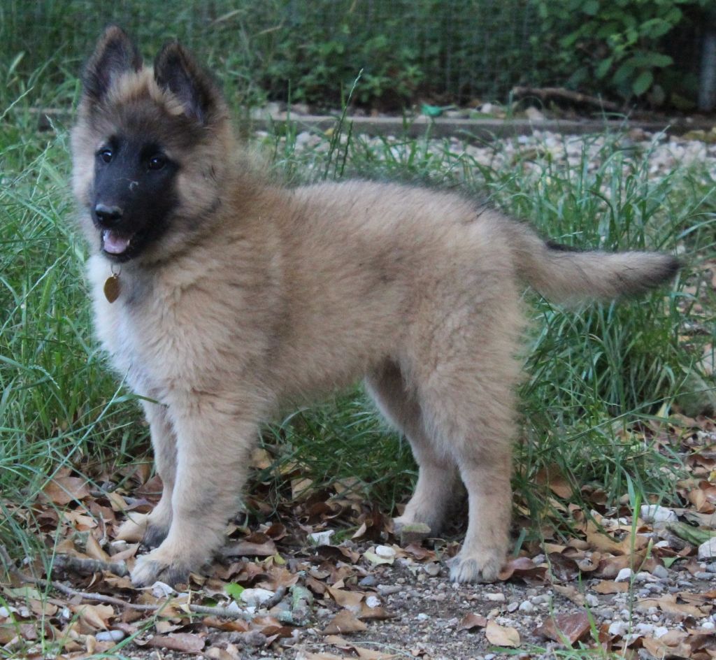 de l'Orée du val d'enfer - Chiots disponibles - Berger Belge