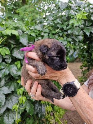 CHIOT collier violet