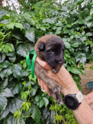 CHIOT collier vert