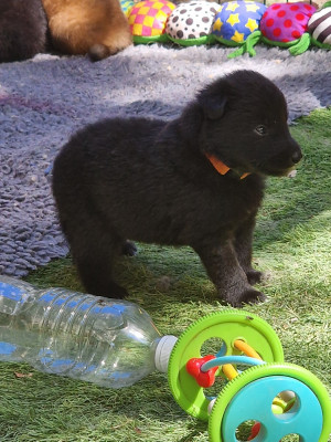 Chiot collier Orange