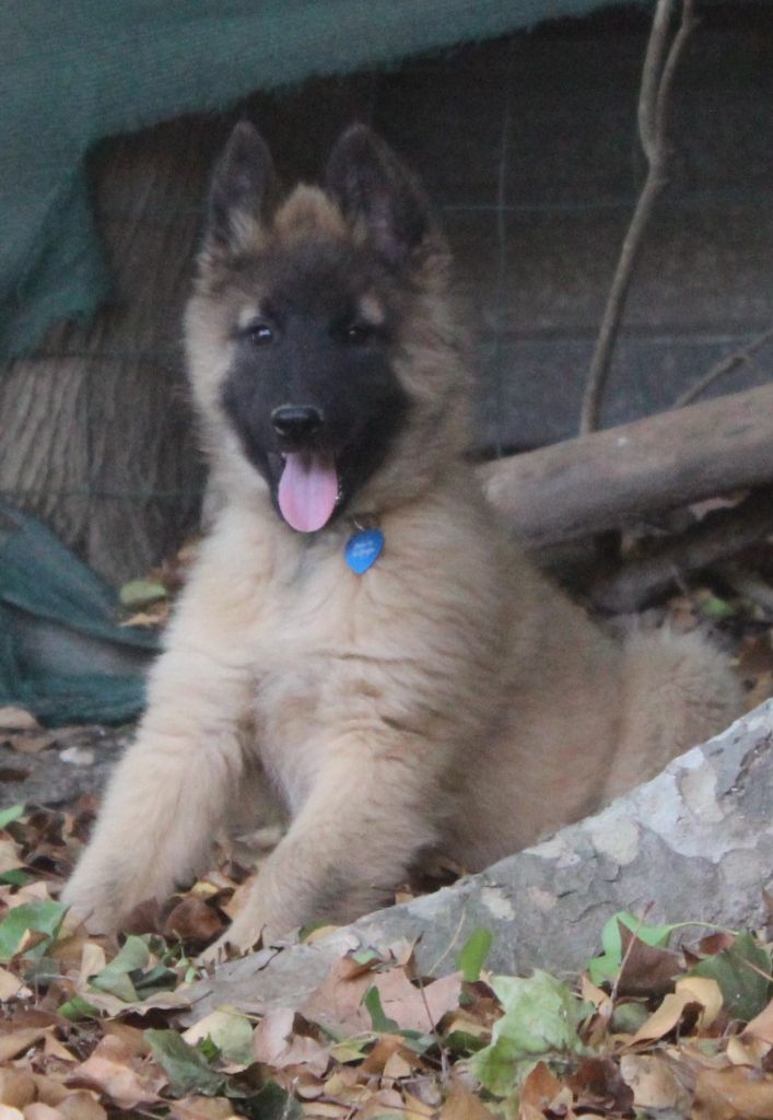 de l'Orée du val d'enfer - Chiots disponibles - Berger Belge