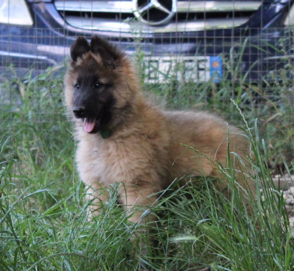 de l'Orée du val d'enfer - Chiots disponibles - Berger Belge
