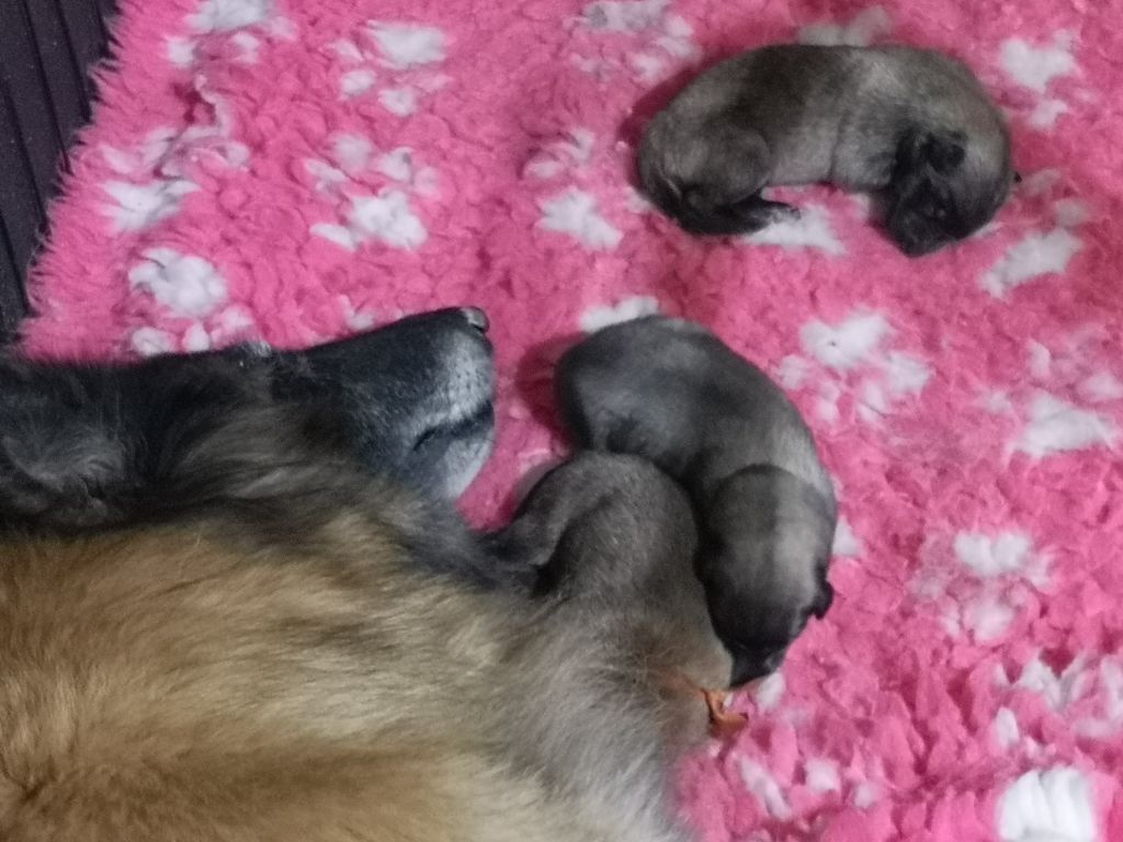 Chiot Berger Belge de l'Orée du val d'enfer