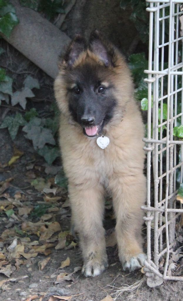 de l'Orée du val d'enfer - Chiots disponibles - Berger Belge