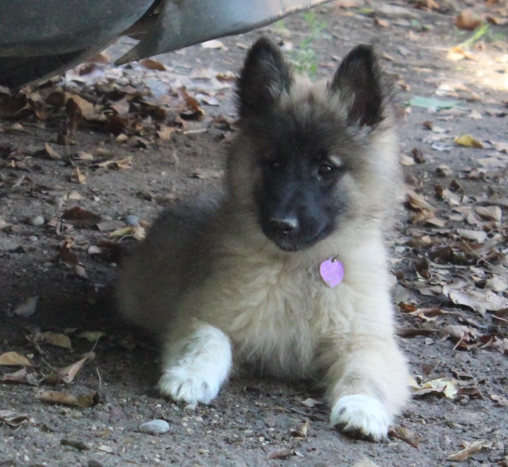 de l'Orée du val d'enfer - Chiots disponibles - Berger Belge