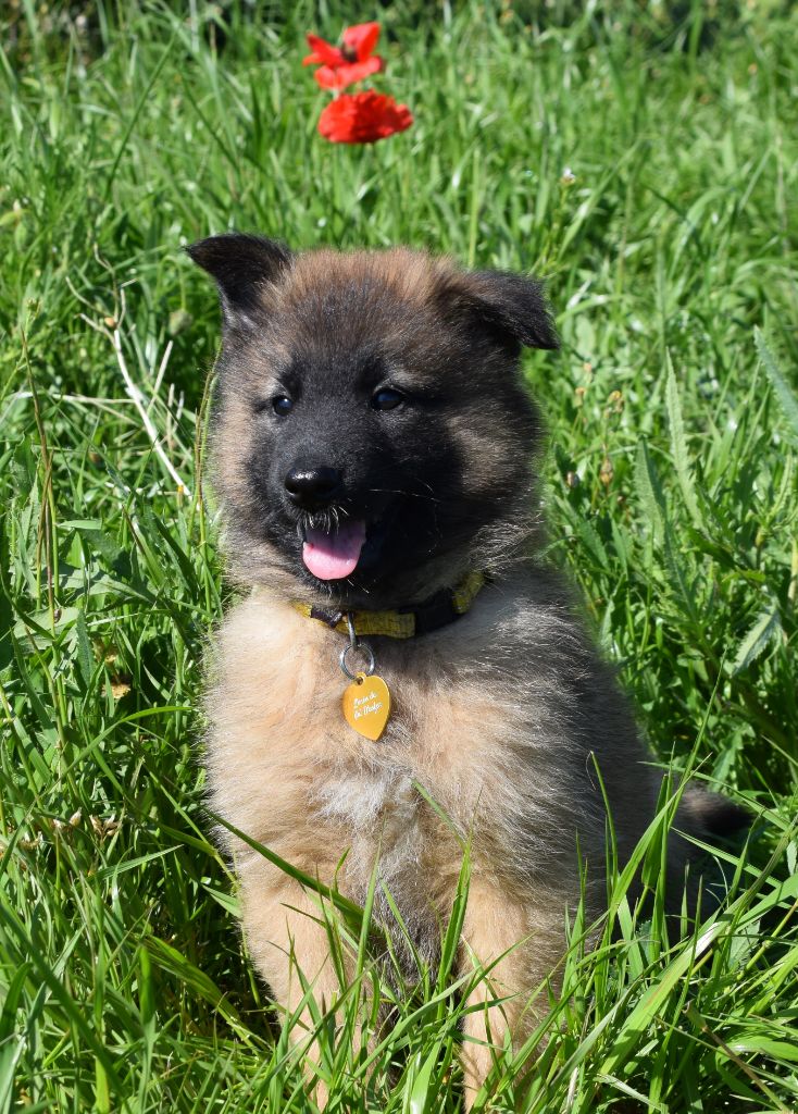 de l'Orée du val d'enfer - Chiots disponibles - Berger Belge