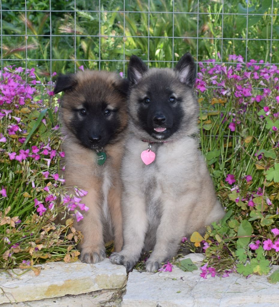 Chiot Berger Belge de l'Orée du val d'enfer